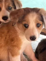 Trixie, a female Australian Shepherd and Border Collie for sale in Chula Vista, CA – 1 of 10