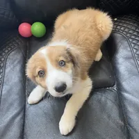 Dixie, a female Australian Shepherd and Border Collie for sale in Chula Vista, CA – 6 of 10