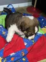Teddy, a male Border Collie for sale in Chula Vista, CA – 4 of 10