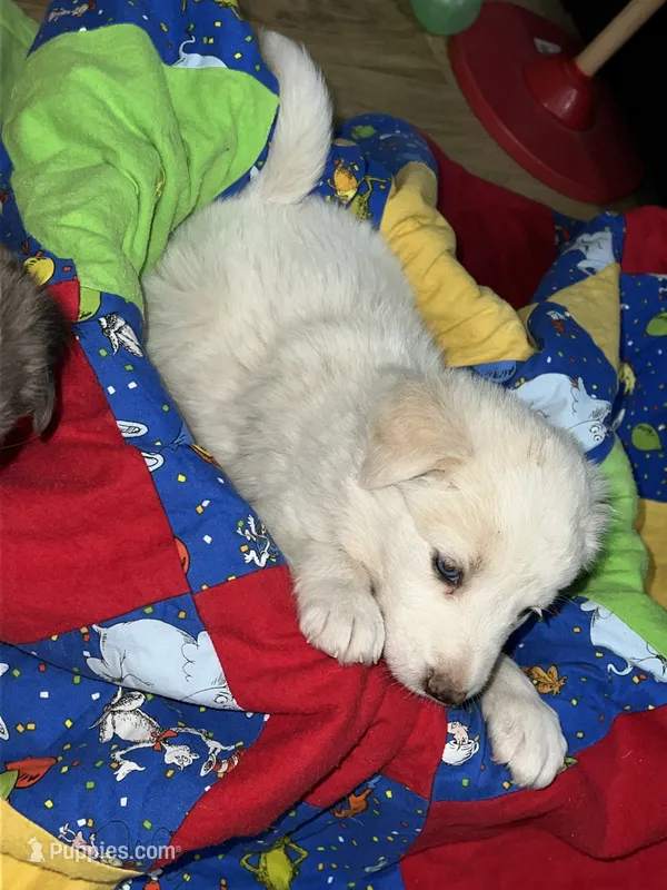 Elsa – Border Collie puppy for sale in Chula Vista, CA