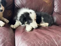 Cookie, a male Border Collie for sale in Chula Vista, CA – 8 of 10