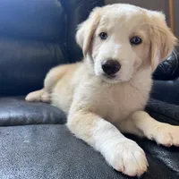 Wayne, a male Australian Shepherd and Border Collie for sale in Chula Vista, CA – 4 of 10