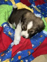 Teddy, a male Border Collie for sale in Chula Vista, CA – 6 of 10
