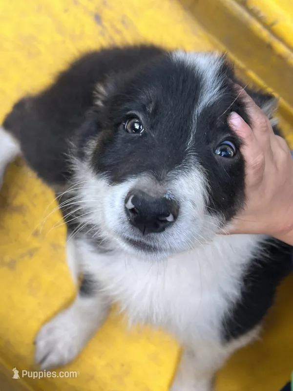 Snow – Border Collie puppy for sale in Chula Vista, CA