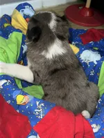 Clark, a male Border Collie for sale in Chula Vista, CA – 3 of 9