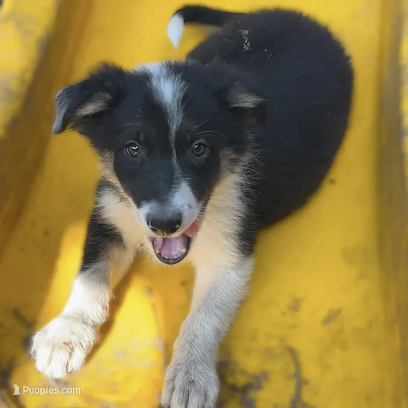 Snow – Border Collie puppy for sale in Chula Vista, CA