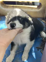 Snow, a female Border Collie for sale in Chula Vista, CA – 3 of 9