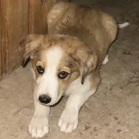 Bonnie, a female Australian Shepherd and Border Collie for sale in Chula Vista, CA – 4 of 10