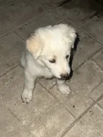 Goldilocks , a female Border Collie for sale in Chula Vista, CA – 10 of 10