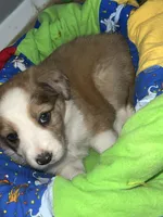 Ariel, a female Border Collie for sale in Chula Vista, CA – 4 of 9