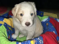 Olaf, a female Border Collie for sale in Chula Vista, CA – 9 of 10