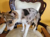 Sparky , a female Border Collie for sale in Chula Vista, CA – 7 of 10