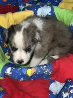 Bruce, a male Border Collie for sale in Chula Vista, CA – 9 of 10