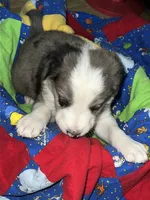 Clark, a male Border Collie for sale in Chula Vista, CA – 4 of 9