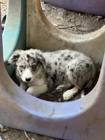 Candy, a male Border Collie for sale in Chula Vista, CA – 9 of 10