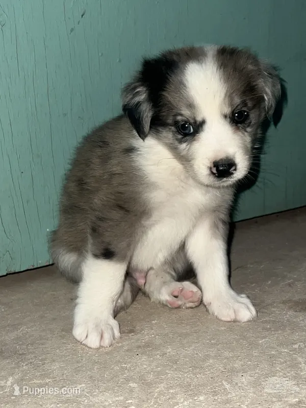 Clark – Border Collie puppy for sale in Chula Vista, CA