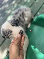 Luka, a male Border Collie for sale in Chula Vista, CA – 4 of 8