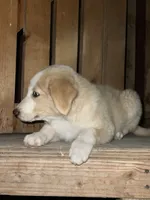 Ken  - Golden Aussie Collie, a male Border Collie for sale in Chula Vista, CA – 5 of 9