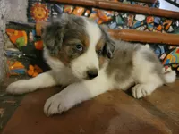 Johnny, a male Border Collie for sale in Chula Vista, CA – 5 of 10