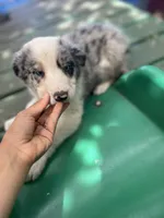 Luka, a male Border Collie for sale in Chula Vista, CA – 5 of 8