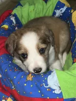 Ariel, a female Border Collie for sale in Chula Vista, CA – 5 of 9
