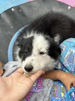 Prince, a male Border Collie for sale in Chula Vista, CA – 3 of 7