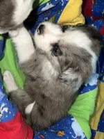 Bruce, a male Border Collie for sale in Chula Vista, CA – 4 of 10