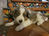 Johnny, a male Border Collie for sale in Chula Vista, CA – 3 of 10
