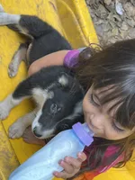 Snow, a female Border Collie for sale in Chula Vista, CA – 2 of 9