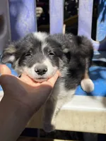 Snow, a female Border Collie for sale in Chula Vista, CA – 6 of 9