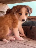 Trixie, a female Australian Shepherd and Border Collie for sale in Chula Vista, CA – 6 of 10