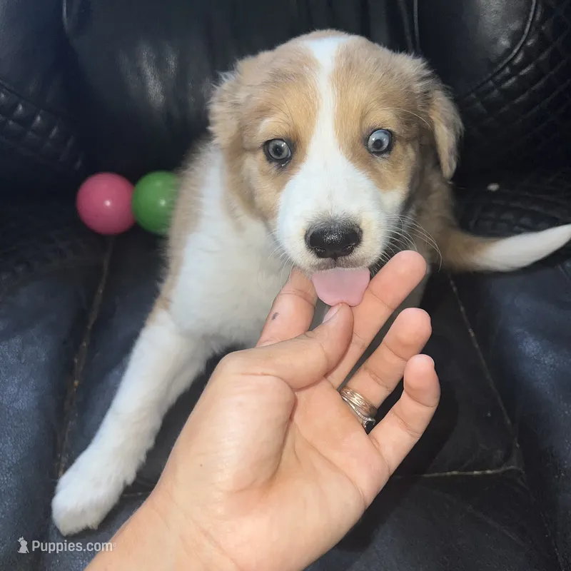 Dixie – Australian Shepherd, Border Collie puppy for sale in Chula Vista, CA