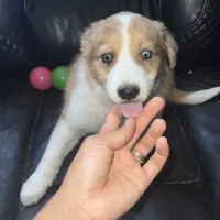 Dixie, a female Australian Shepherd and Border Collie for sale in Chula Vista, CA – 1 of 10