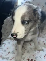 Jolly Rancher, a male Australian Shepherd and Border Collie for sale in Chula Vista, CA – 6 of 10