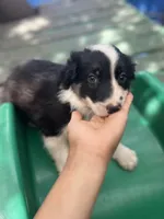 Tony, a male Border Collie for sale in Chula Vista, CA – 2 of 10