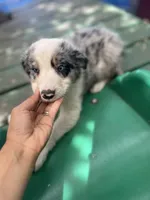 Luka, a male Border Collie for sale in Chula Vista, CA – 6 of 8