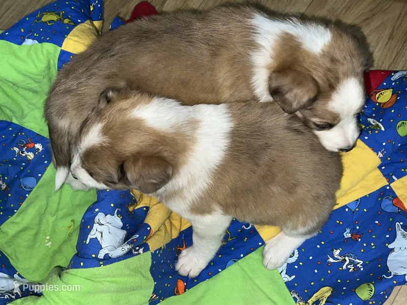 Jasmine – Border Collie puppy for sale in Chula Vista, CA