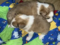 Jasmine, a female Border Collie for sale in Chula Vista, CA – 1 of 10
