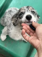 Candy, a male Border Collie for sale in Chula Vista, CA – 3 of 10