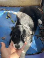 Snow, a female Border Collie for sale in Chula Vista, CA – 7 of 9
