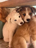Peaches, a female Australian Shepherd and Border Collie for sale in Chula Vista, CA – 5 of 10