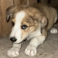 Bonnie, a female Australian Shepherd and Border Collie for sale in Chula Vista, CA – 3 of 10