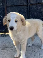 Ken  - Golden Aussie Collie, a male Border Collie for sale in Chula Vista, CA – 3 of 9