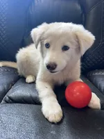 Peaches, a female Australian Shepherd and Border Collie for sale in Chula Vista, CA – 4 of 10