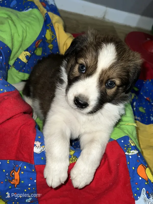 Teddy – Border Collie puppy for sale in Chula Vista, CA