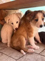 Peaches, a female Australian Shepherd and Border Collie for sale in Chula Vista, CA – 8 of 10
