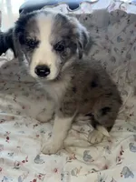 Buckaroo, a male Australian Shepherd and Border Collie for sale in Chula Vista, CA – 8 of 10