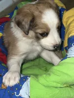 Ariel, a female Border Collie for sale in Chula Vista, CA – 7 of 9