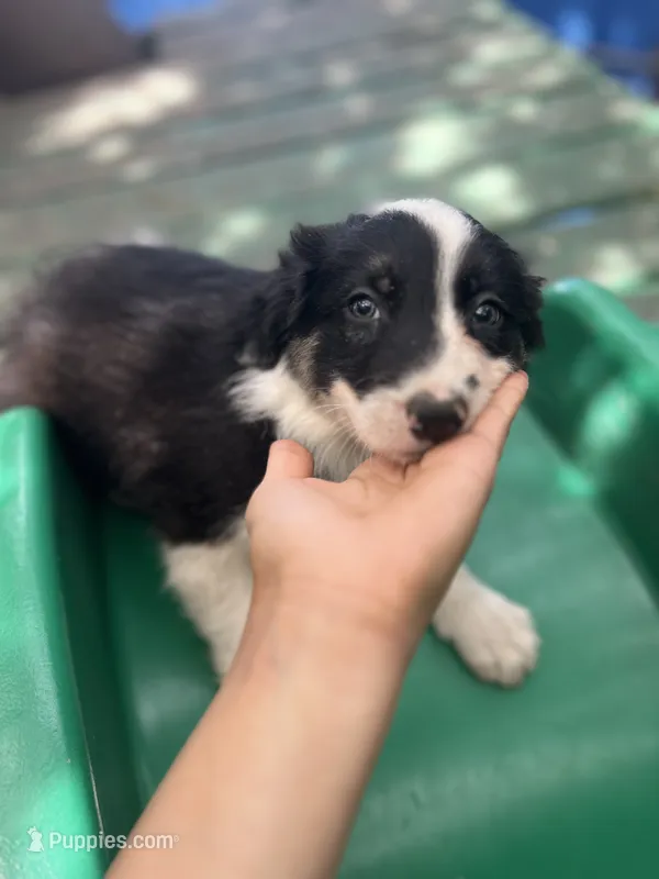 Tony, a male Border Collie for sale in Chula Vista, CA – 1 of 10