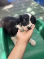 Tony, a male Border Collie for sale in Chula Vista, CA – 1 of 10
